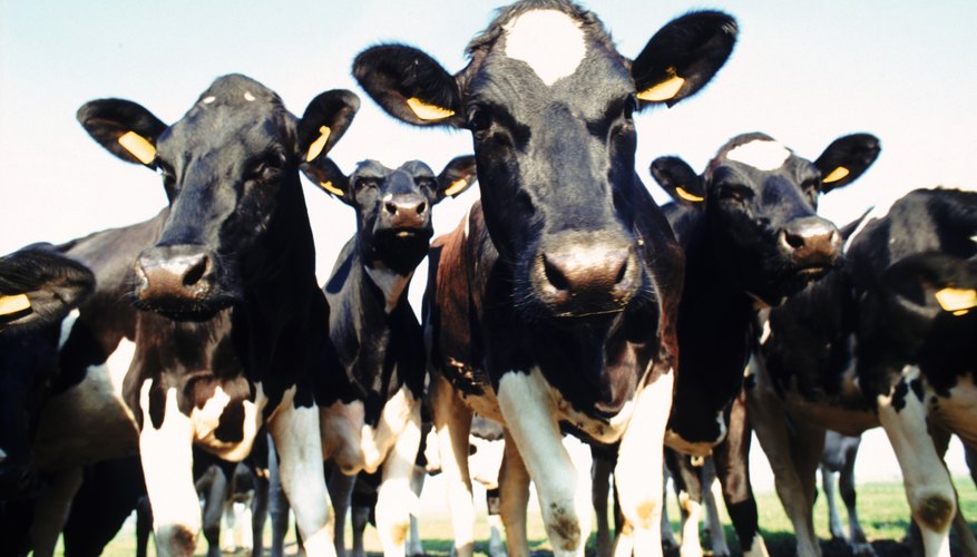 Do You Let Bulls Run With Your Cattle?