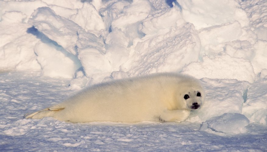 Photo Credit: Comstock Images/Stockbyte/Getty Images Harp seals live in the northern Atlantic and Arctic Oceans.