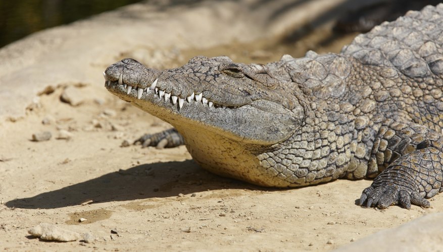 Body Parts of a Crocodile | Sciencing