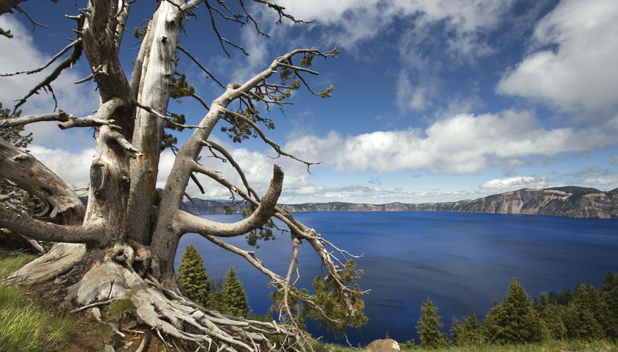 Photo Credit: Jupiterimages/Comstock/Getty Images Oregon