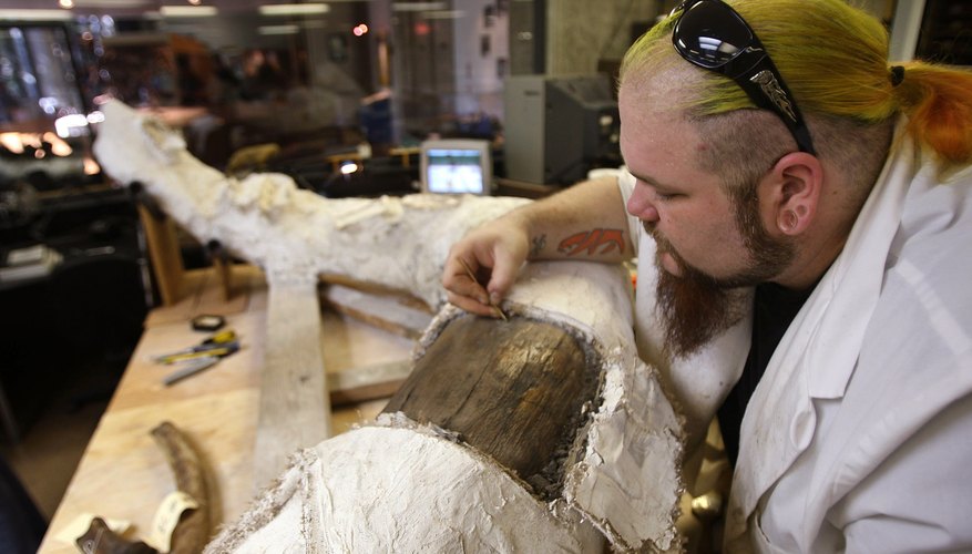 Photo Credit: David McNew/Getty Images News/Getty Images A museum employee removes a plaster cast from an elephant tusk.