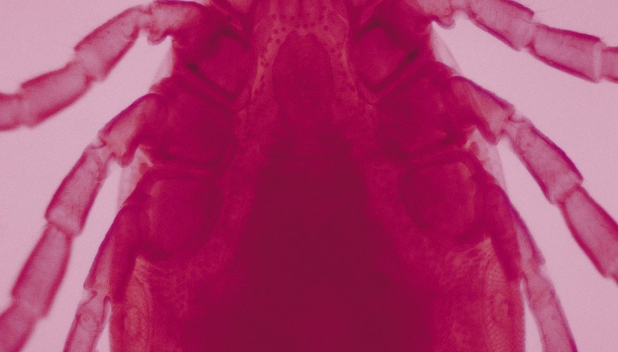 Photo Credit: Ablestock.com/AbleStock.com/Getty Images Ticks spread nasty pathogens that lead to serious illnesses, such as Lyme disease.