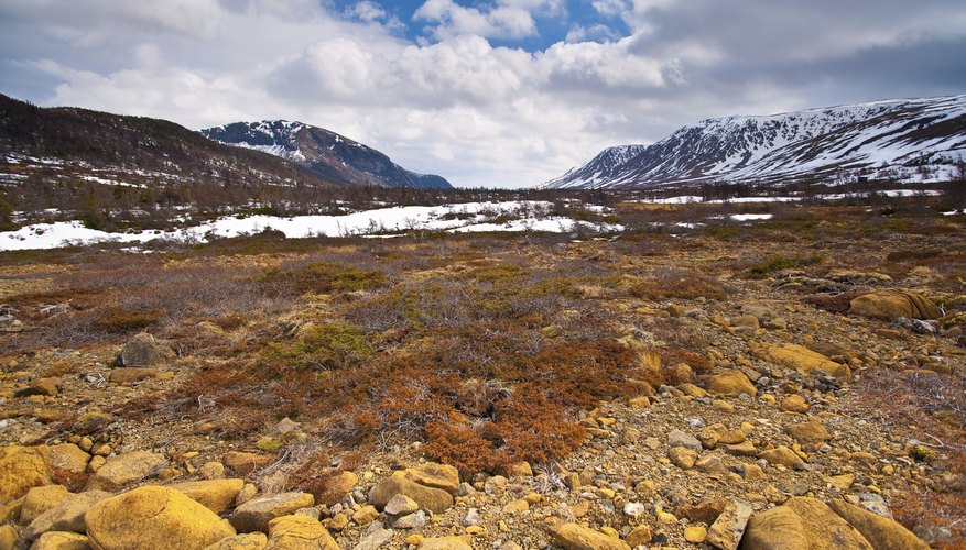 Tundra Biome Characteristics