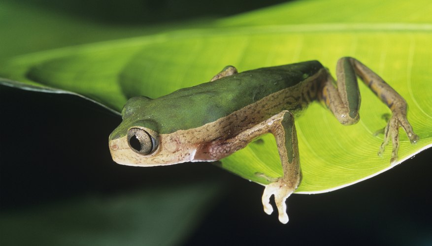 Photo Credit: Mike Watson/moodboard/Getty Images Frogs do not have a diaphragm.