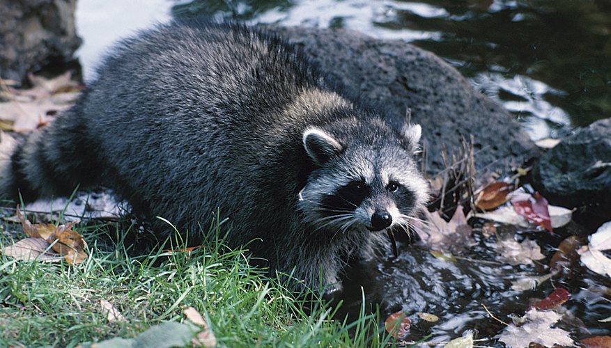 Photo Credit: Hemera Technologies/Photos.com/Getty Images What Enemies Do Raccoons Have