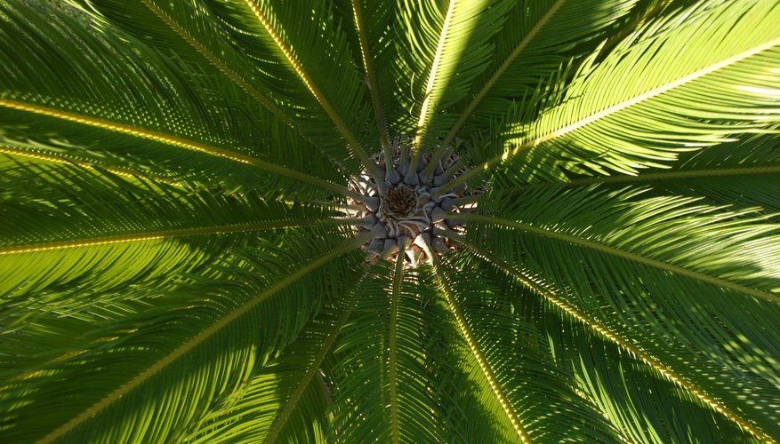 La cera de carnaúba se obtiene de las hojas de una palmera.