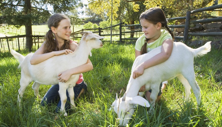 Farm Animals Used for Meat & Milk