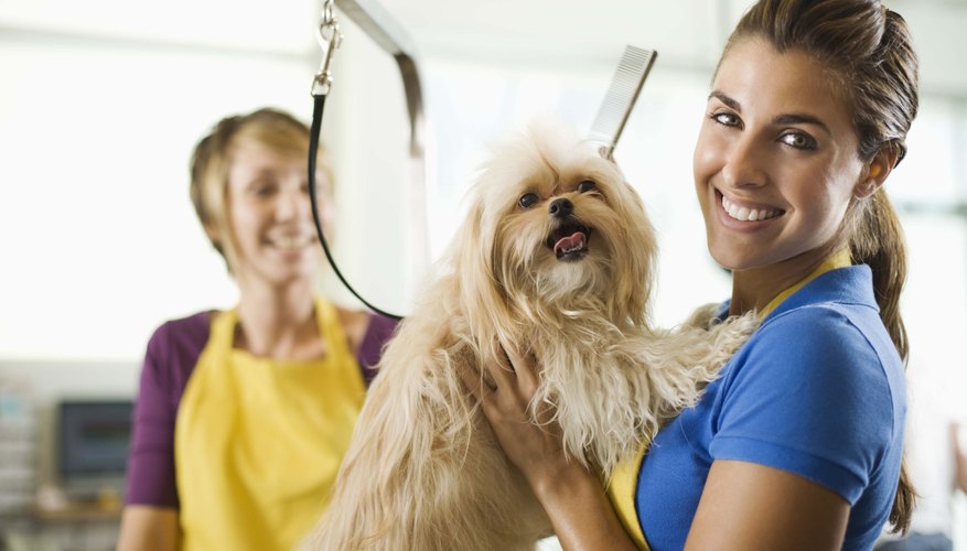 groomers with a dog