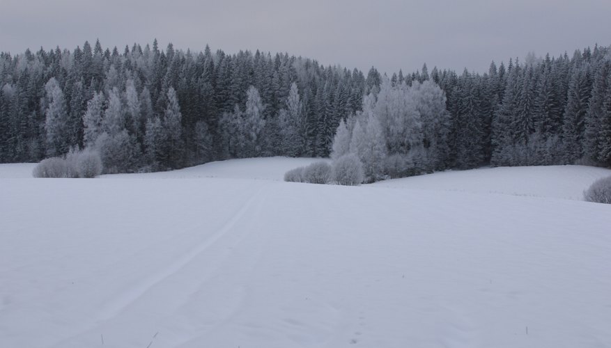 Los bosques de taiga son muy comunes a lo largo de Rusia, Canadá y algunas partes de Europa.