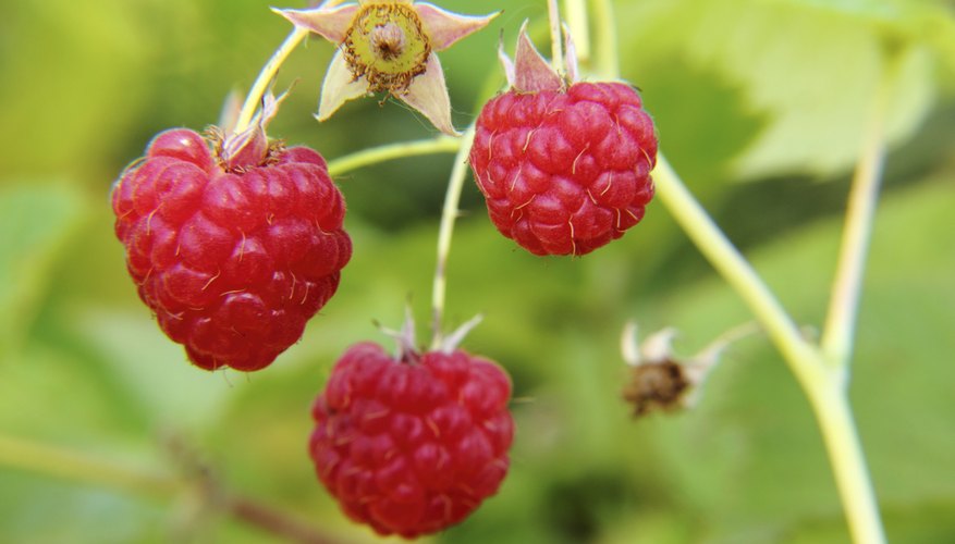 Michigan Wild Berry Plant Identification | Garden Guides