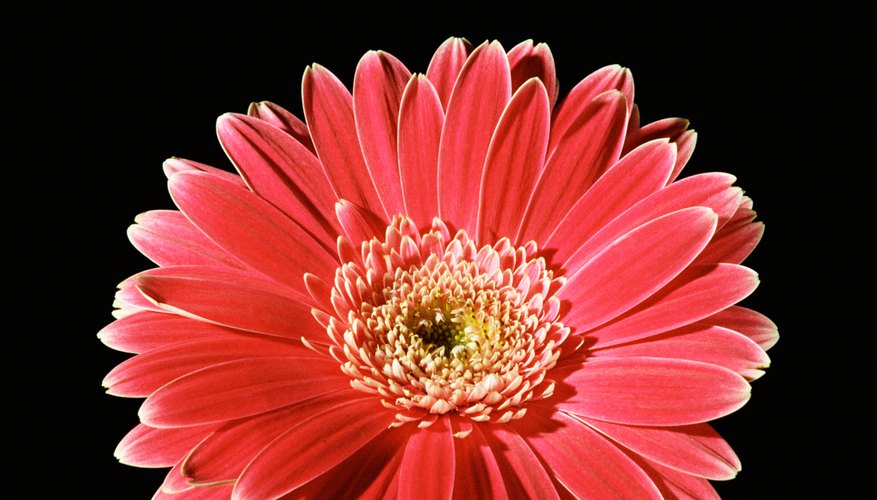 What Are Some Examples Of Staminate Flower