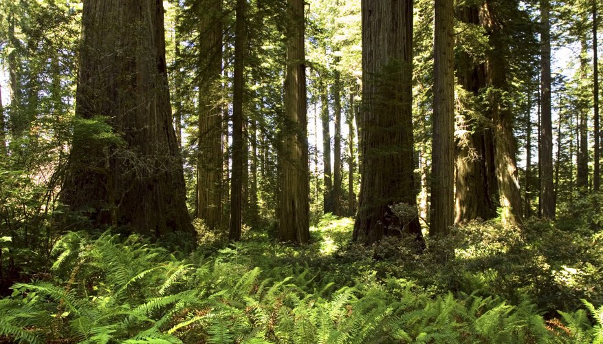 Photo Credit: Jupiterimages/Comstock/Getty Images The biomass of forests store carbon that would otherwise contribute to global warming.
