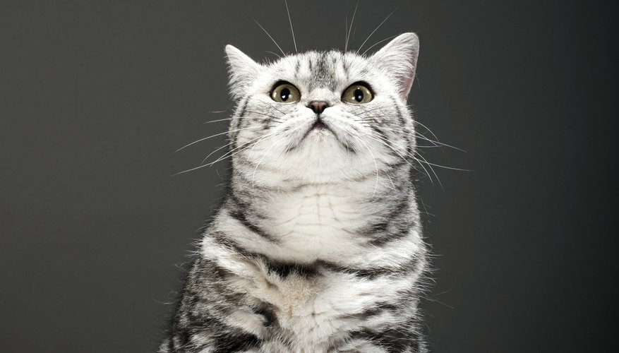 Photo Credit: Martin Poole/Digital Vision/Getty Images Feline clicker training works just as well for house cats as it does for the big cats.