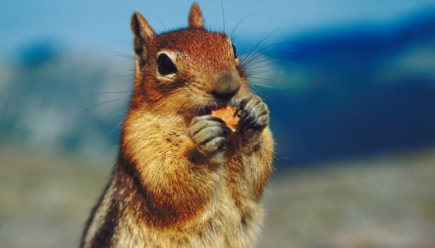 Animal Adaptations for Temperate Grasslands | Sciencing