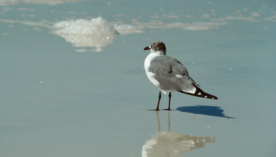 Como su nombre lo indica, las gaviotas se encuentran a menudo a lo largo de las playas.