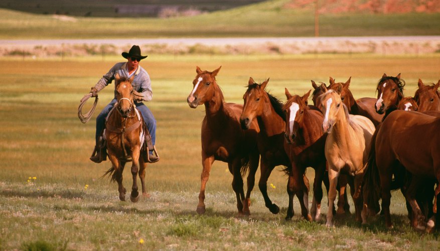 wanted-ranch-hand-manager-idaho