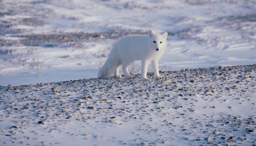 What Plants And Animals Live In The Tundra Biome