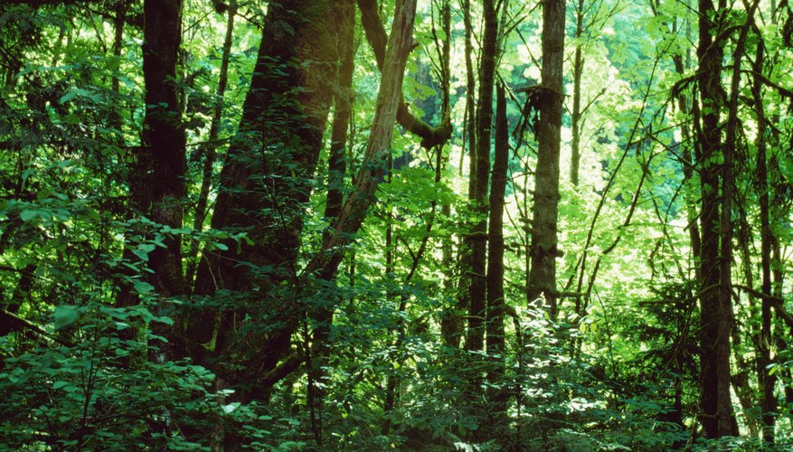 Puedes construir un ecosistema terrestre o acuático.