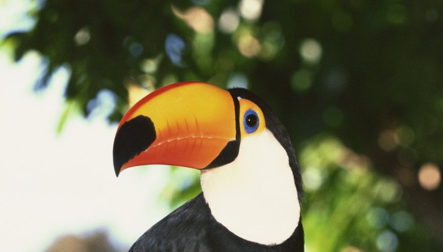 Los tucanes son aves frugívoras de la selva tropical americana, y son mejor conocidos por sus enormes picos de colores.