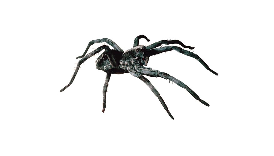 Close up of wolf spider. Close up of wolf spider.