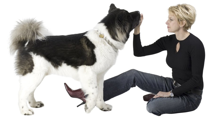 Woman training dog