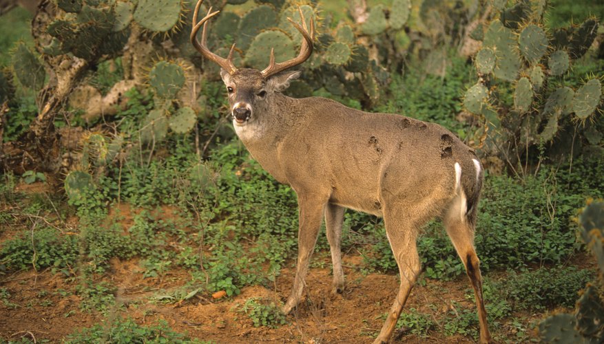 Small Deer Species In Texas