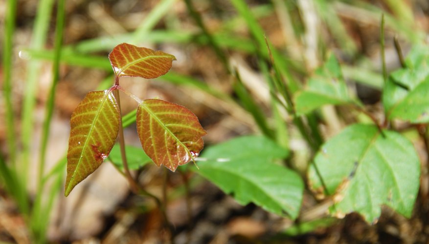 Poison ivy. Poison ivy.
