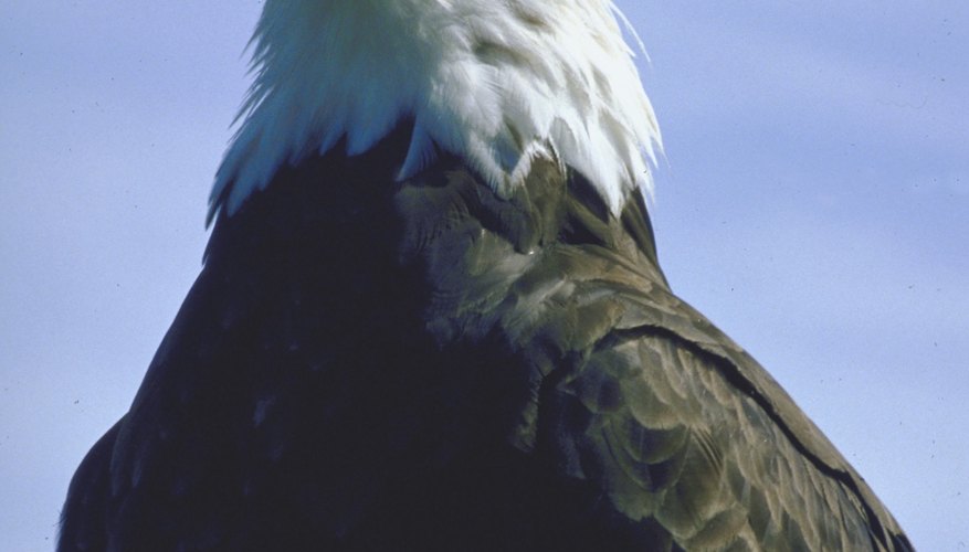 Photo Credit: NA/AbleStock.com/Getty Images The bald eagle has been America's national symbol since 1782.