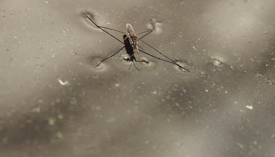 Surface tension allows some insects to walk on water. Surface tension allows some insects to walk on water.