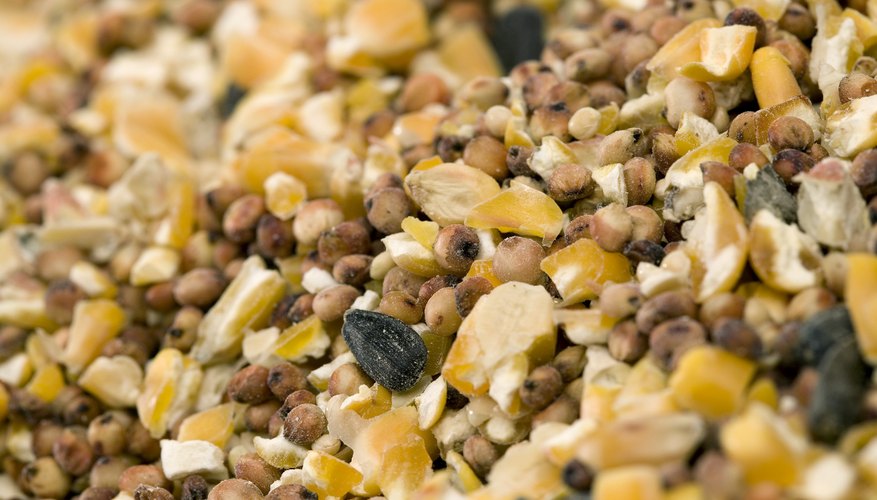 Photo Credit: Jupiterimages/liquidlibrary/Getty Images Experiment with different seed mixtures and observe which ones attract different birds.