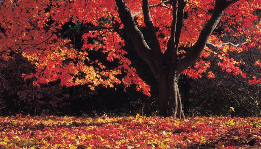 Red Maple Tree Facts | Sciencing