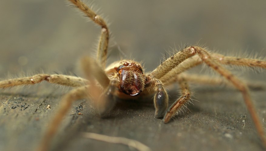 Photo Credit: Wouter Tolenaars/iStock/Getty Images Huntsman spiders prefer to live in crevices of wood.