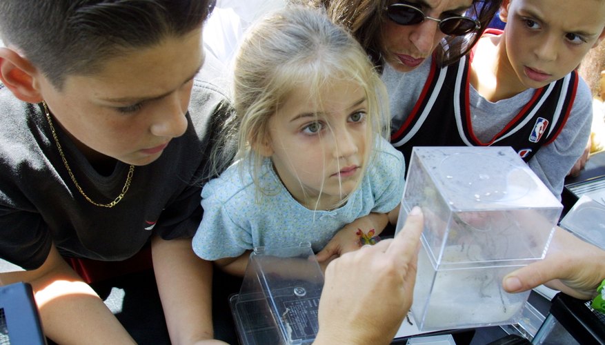 Photo Credit: Joe Raedle/Getty Images News/Getty Images Kids seeing a black widow spider up close