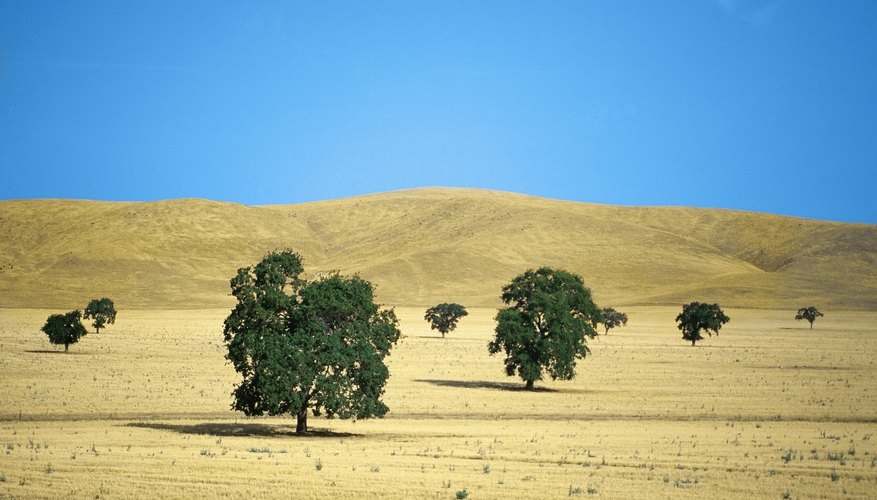 Photo Credit: Medioimages/Photodisc/Photodisc/Getty Images Oak trees in Merced County grassland, CA.