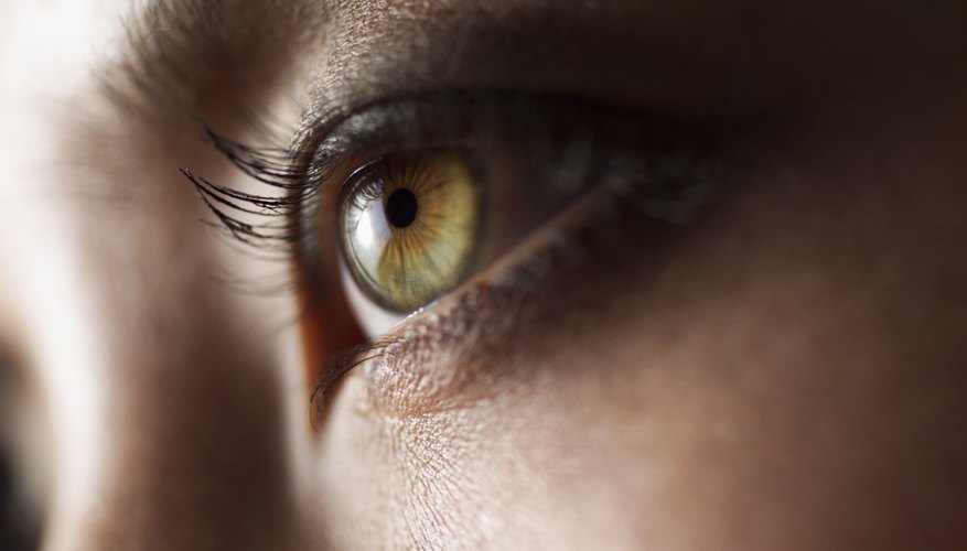 Our five senses connect us to the outside world. Our five senses connect us to the outside world.