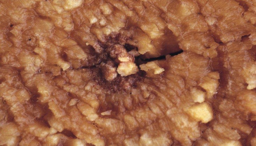 La madera blanda se refiere a cualquier madera relativamente suave que se puede cortar fácilmente.