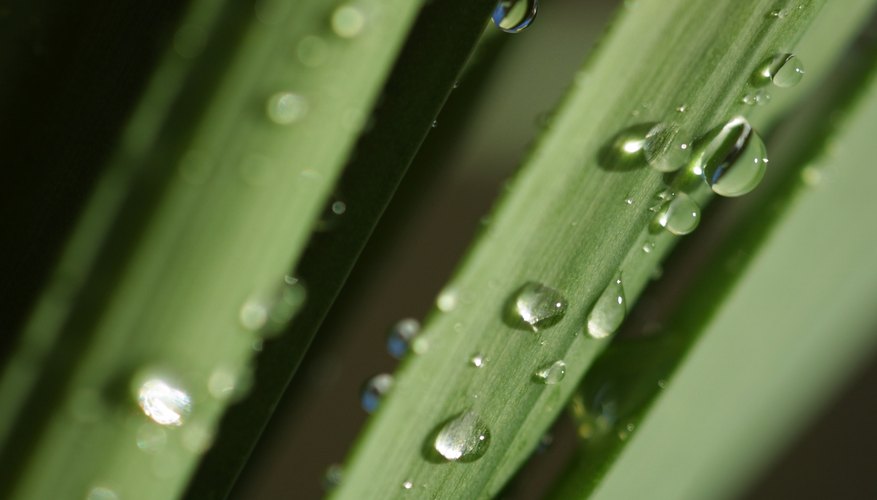 Photo Credit: Photos.com/Photos.com/Getty Images Water condenses out of the air when the temperature reaches the dew point.