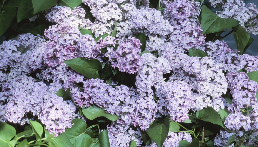 17-amazing-facts-about-lilac-that-lilac-lovers-must-know-knowinsiders