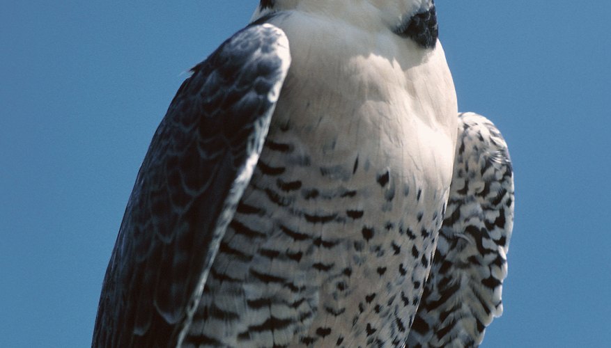 Falcons typically have black or brown bars on their abdomen. Falcons typically have black or brown bars on their abdomen.