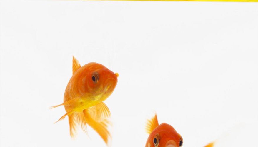 Enviar tus peces por transporte aéreo es muy fácil.