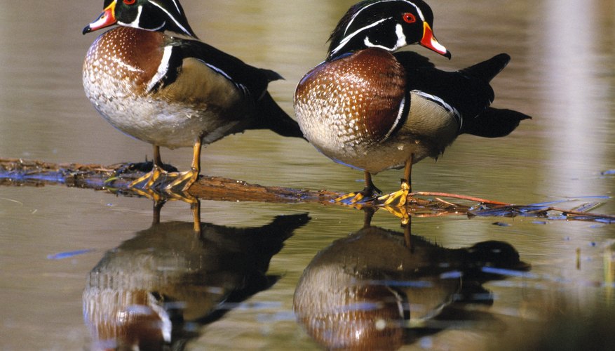 How Do Ducks Mate Sciencing