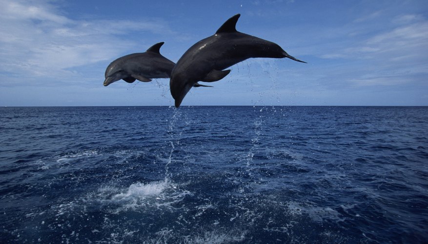 Los delfines han llamado nuestra atención por su naturaleza amistosa y juguetona.