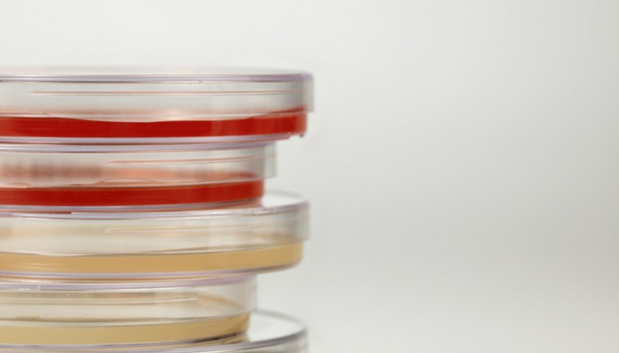 The Chemical Composition of Nutrient Agar The Chemical Composition of Nutrient Agar