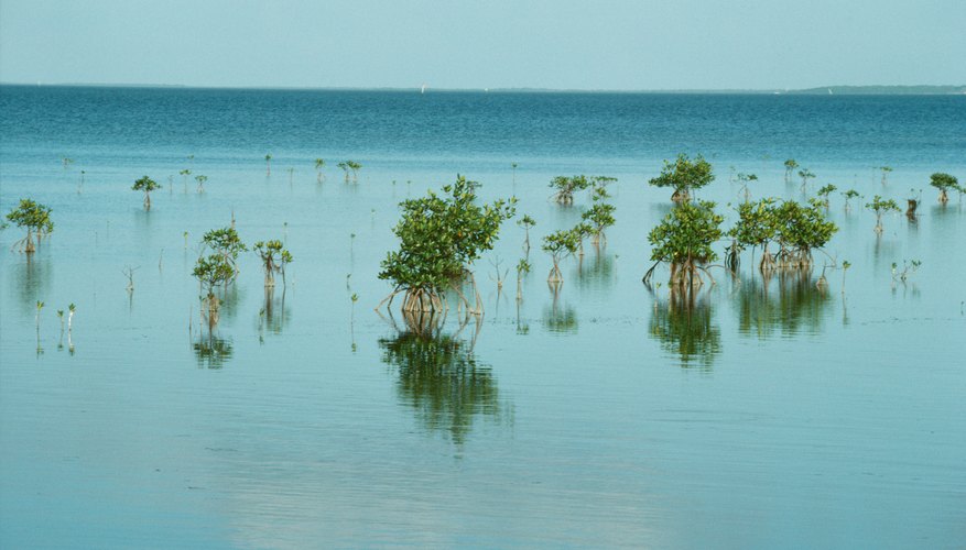 Photo Credit: Photos.com/Photos.com/Getty Images Saltwater ecosystems cover over 70 percent of the Earth’s surface.