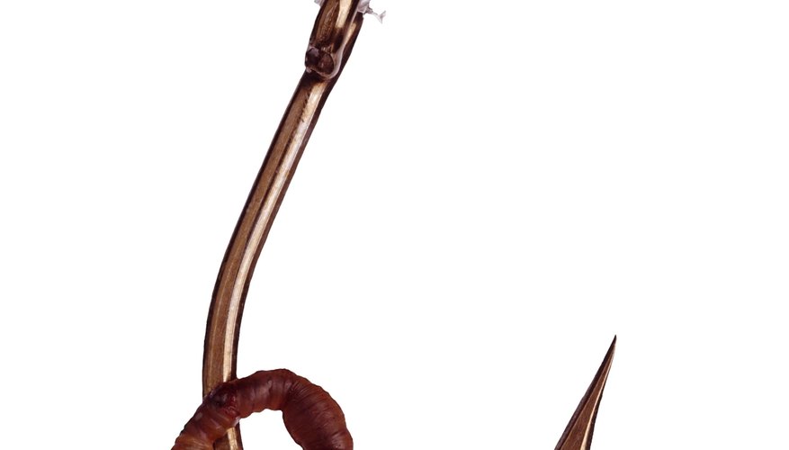 Photo Credit: Brand X Pictures/Brand X Pictures/Getty Images The earthworm's septums are the internal pieces of its segments.
