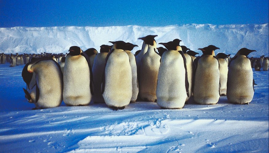 Photo Credit: NA/AbleStock.com/Getty Images A group of emperor penguins in the Antarctic.
