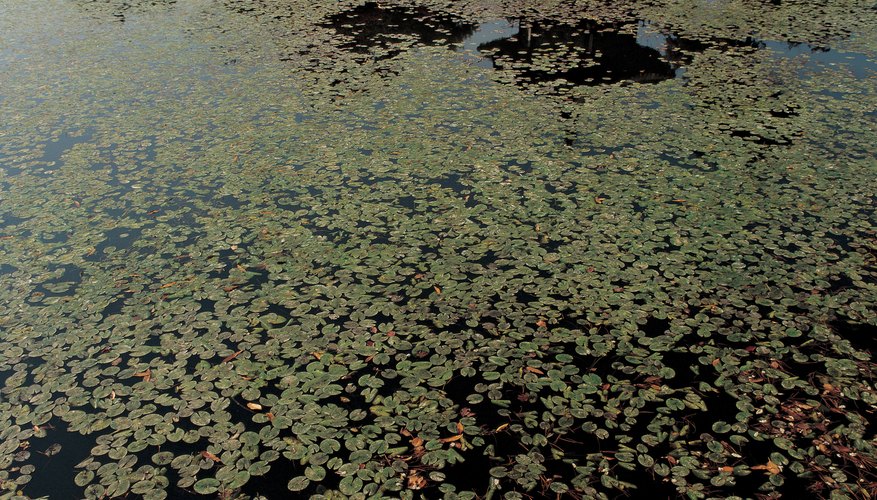 La reducción de fuentes de agua estancada puede reducir significativamente la población de colémbolos.