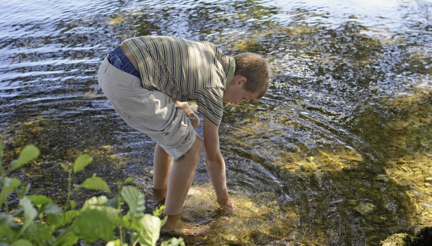 Photo Credit: Michael Blann/Digital Vision/Getty Images Freshwater invertebrates occupy bodies of water, such as lakes and streams.