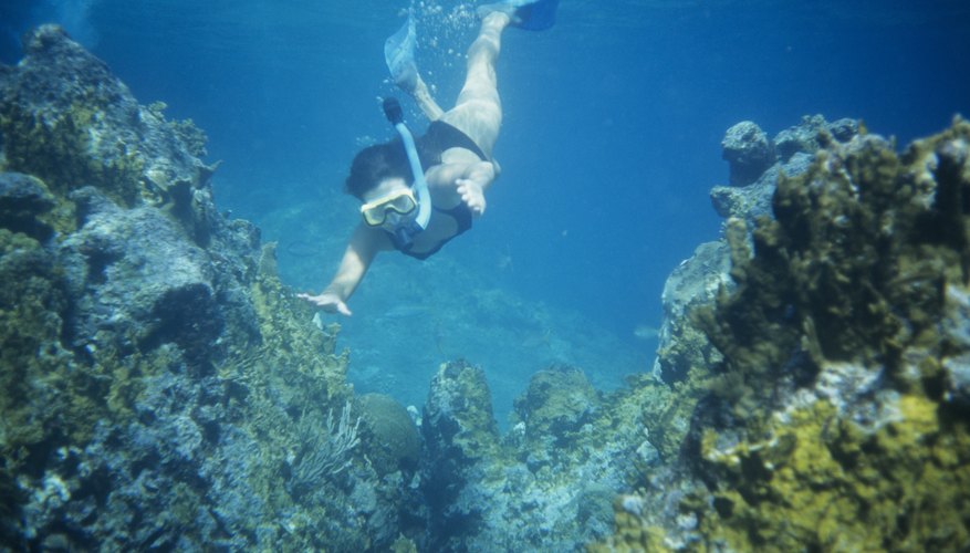 Snorkeling in Fort Meyers