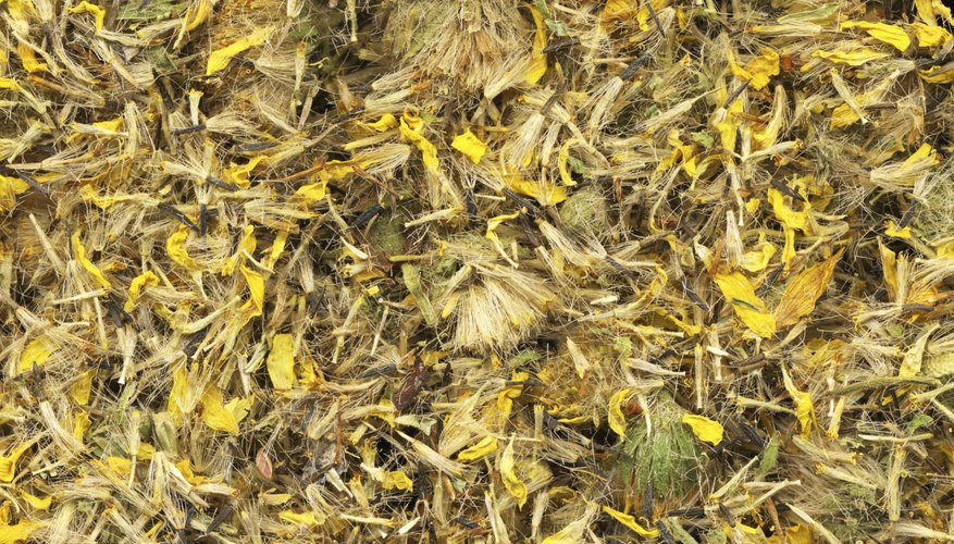 Las flores de árnica ca se consiguen en las tiendas de hierbas y de proveedores en línea.